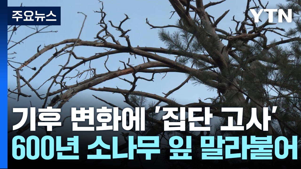 600년 '대왕 소나무' 마저...기후 변화에 금강송 '집단 고사' / YTN