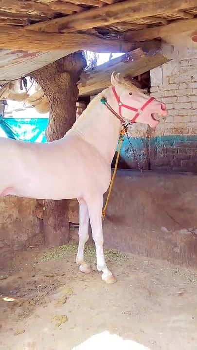 Horse🐎🐎 lover's