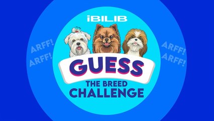 iBilib: Shaira Diaz challenges dog lover iBilibers to guess the right dog breed