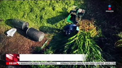 México depende más que nunca de la importación del maíz genéticamente modificado