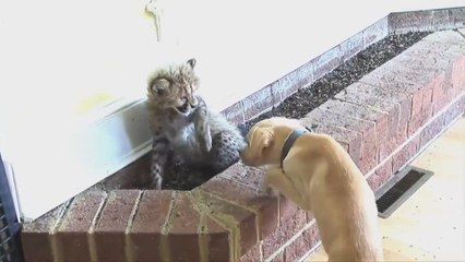 Los perros de apoyo emocional, la clave para salvar a los guepardos de la extinción