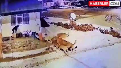 Görüntü Türkiye'den! Köpeğinin bağrışlarına uyandı, gördükleri karşısında hayrete düştü