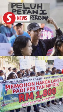 Padi farmers push for higher floor price, reject crop seed bill