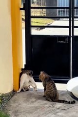 Funny animal 😼#cats #shorts #funnyanimals