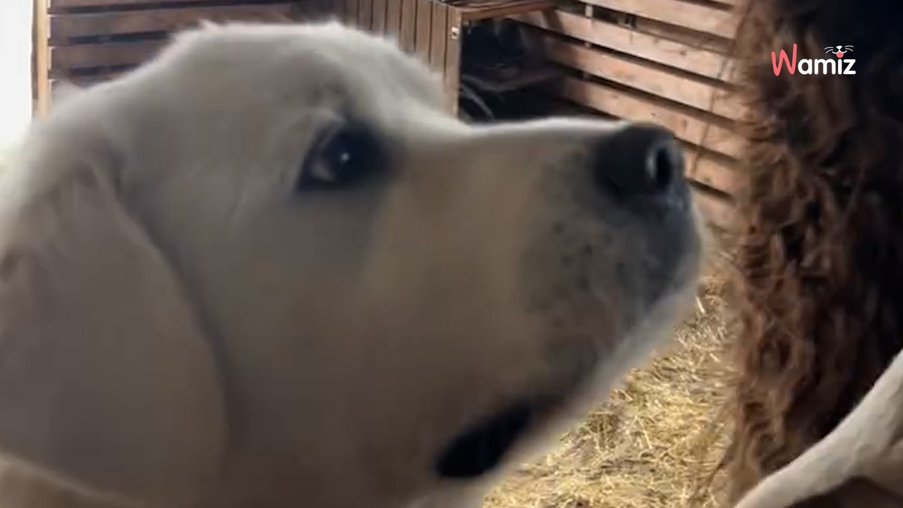 Mann gibt dem Lama die Lieblingsleckerlis seines Hundes: Dessen Reaktion ist zum Schreien komisch (Video)