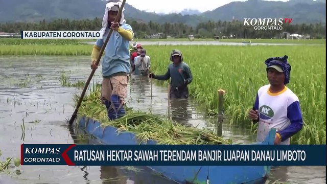 Ratusan Hektar Sawah di Gorontalo Terendam Banjir Luapan Danau Limboto, Petani Merugi