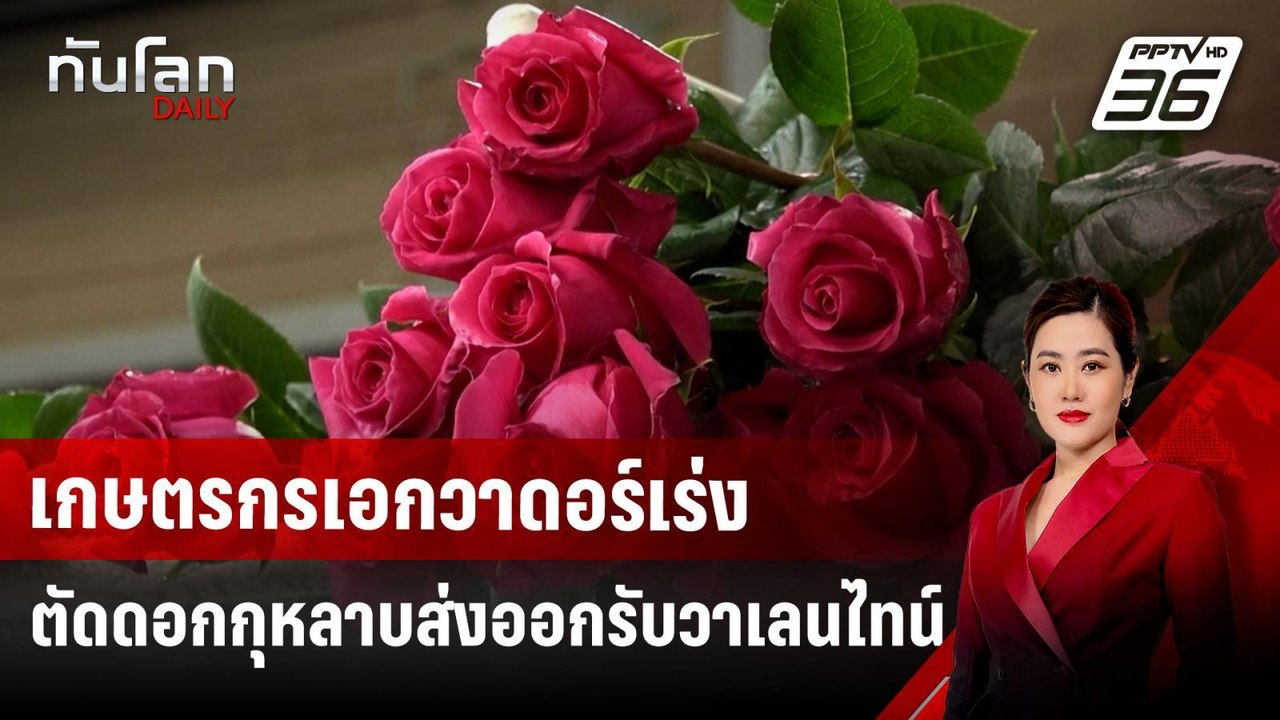 เกษตรกรเอกวาดอร์เร่งตัดดอกกุหลาบส่งออกรับวาเลนไ...