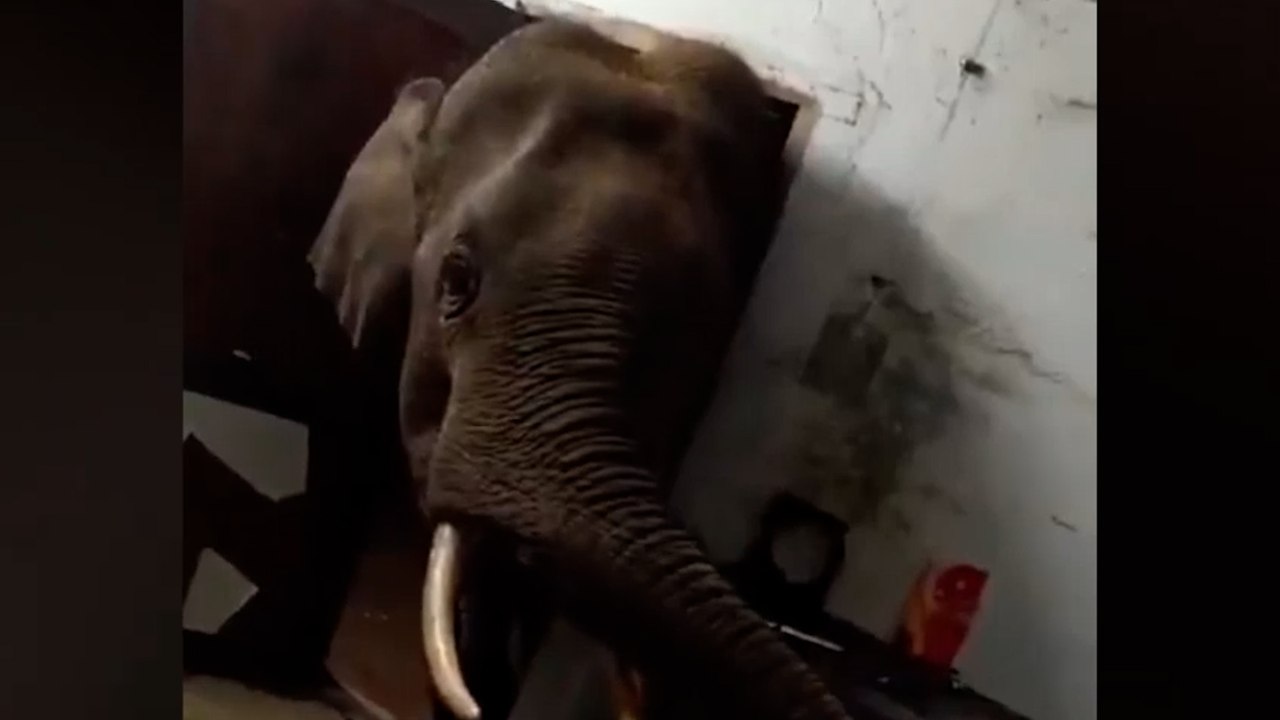 Hungriger Elefant steckt Kopf durch die Tür und plündert die Küche