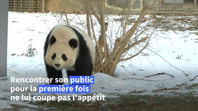 Les pandas géants sont de retour au zoo de Washington