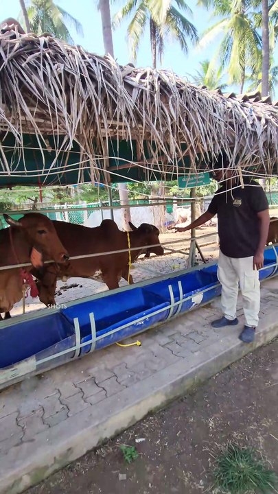 cowfarm 2