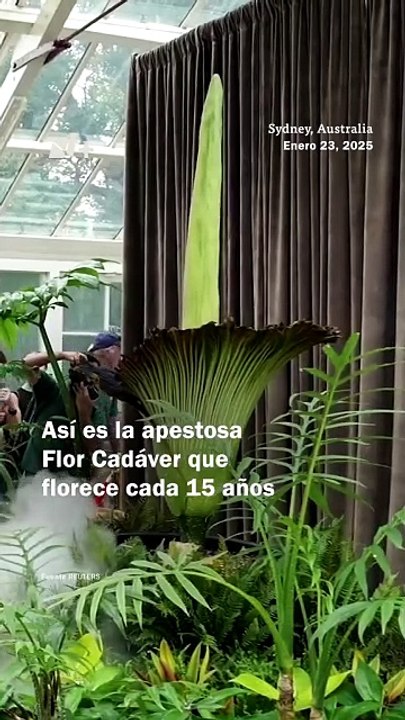 ¿Flor cadáver? Una rara especie que floreció después de 15 años