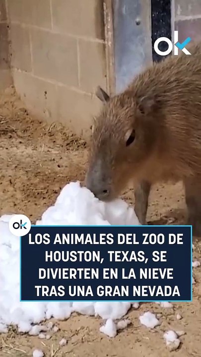 ¡Son como niños! Animales de un zoológico se divierten en la nieve