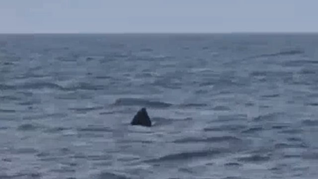 A Gallipoli avvistato lo squalo elefante. «Enorme, ma innocuo»