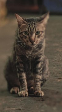 ECTLS - Comment aider les chats errants à affronter l’hiver ?