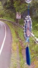 Explora la Oso Andino en la Carretera a Yolosita 🐻