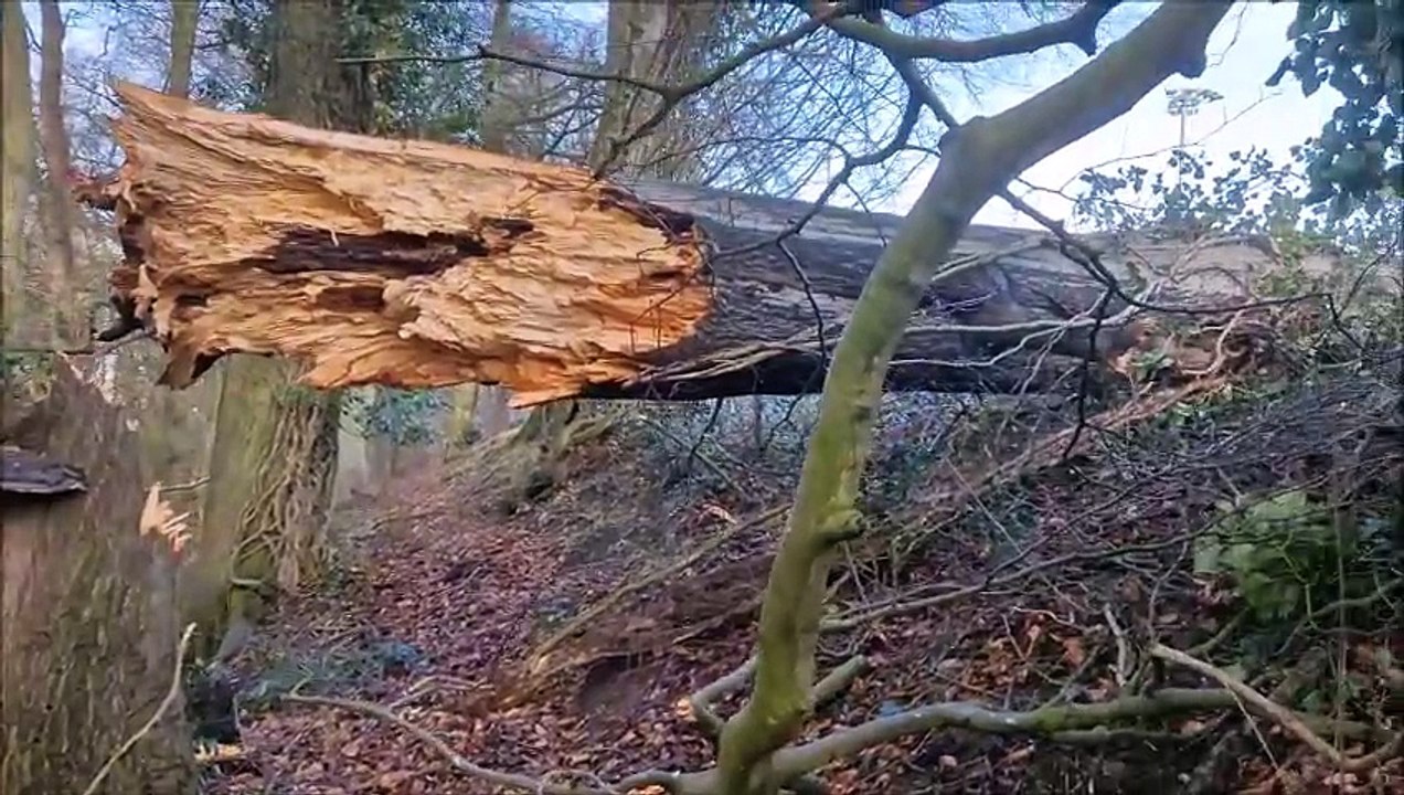 Storm Éowyn damage at St. Columb's Park