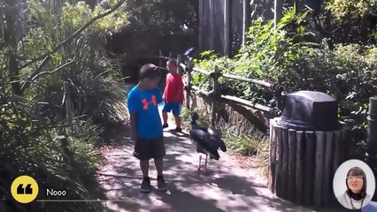 Oh Funniest Animals chasing Babies
