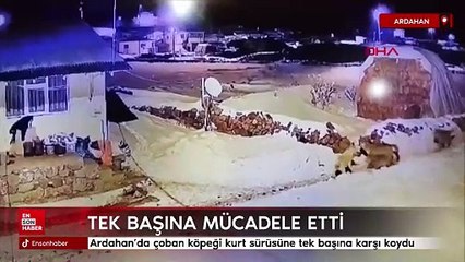 Ardahan'da çoban köpeği kurt sürüsüne tek başına karşı koydu