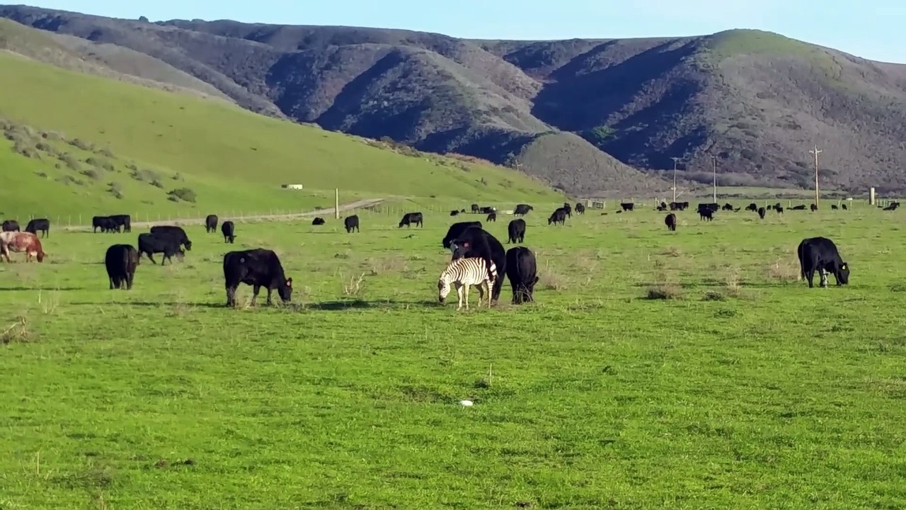 Bull matting with zebra