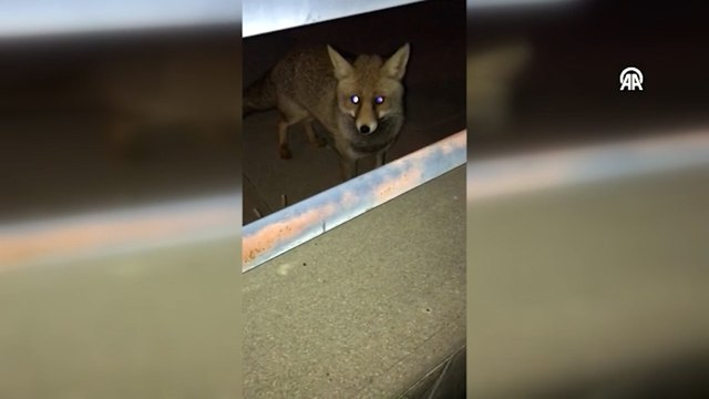 Yiyecek arayan tilki kent merkezine indi