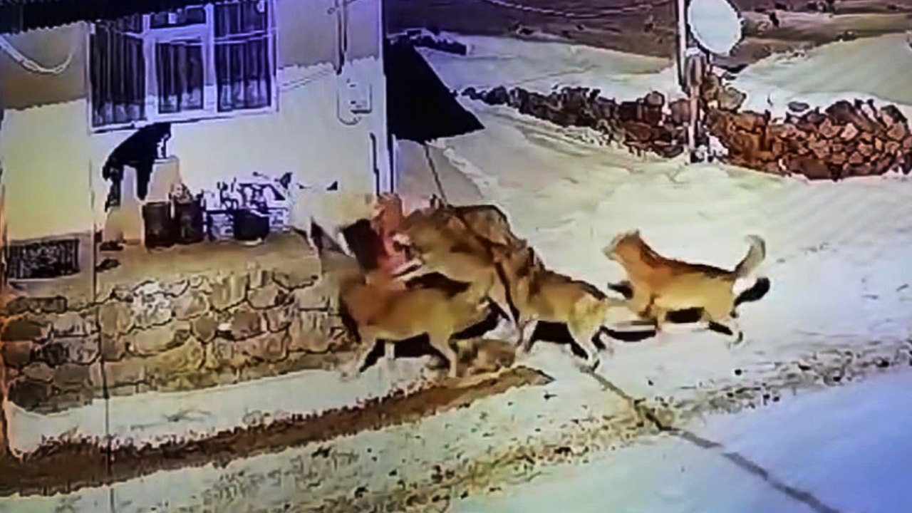 Çoban köpeği, kurt sürüsüne tek başına karşı koydu