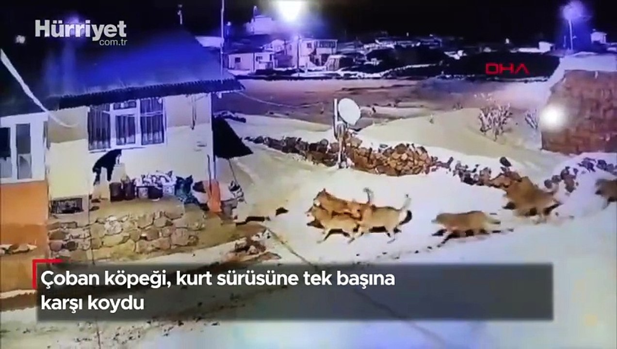 Çoban köpeği, kurt sürüsüne tek başına karşı ko...