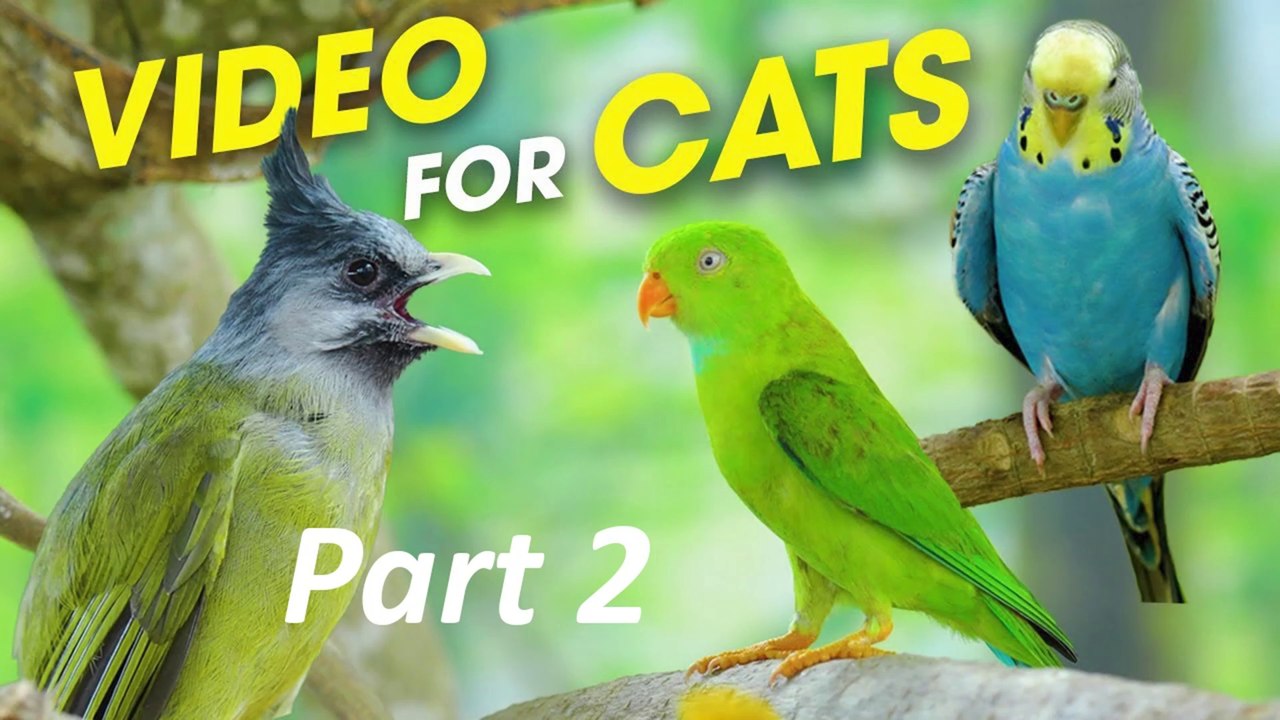 Cats Watching Birds- Birds And Squirrels Are Eating In The Forest Which Is Fun For Cats Part 2