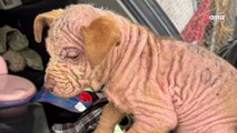 Ce chiot abandonné est recouvert d'inscriptions : quelques semaines plus tard sa transformation est spectaculaire (vidéo)