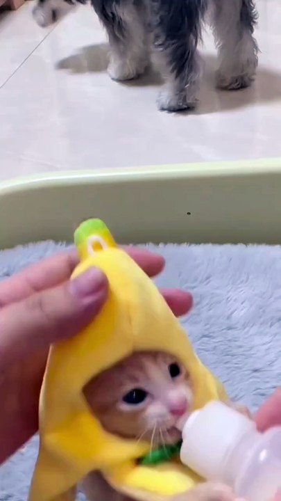 Funny animals
