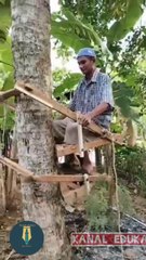 Ide kreatif alat untuk memanjat kelapa