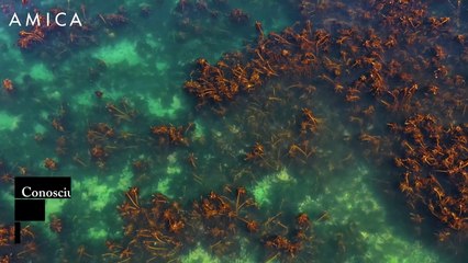 Sea moss: i poteri skincare della super alga edibile