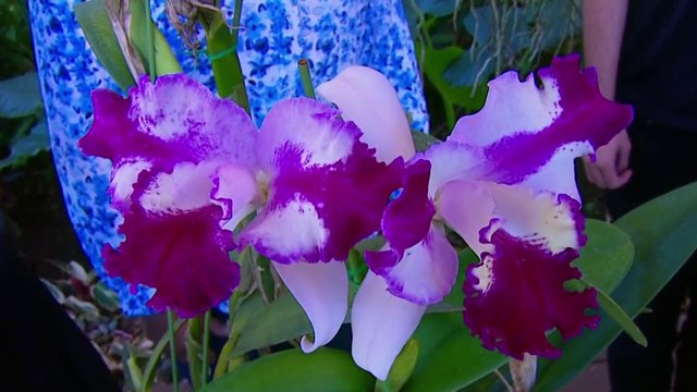 bd-publireportaje-evergreen-270125