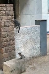 Funny animal 😼#cats #shorts #funnyanimals