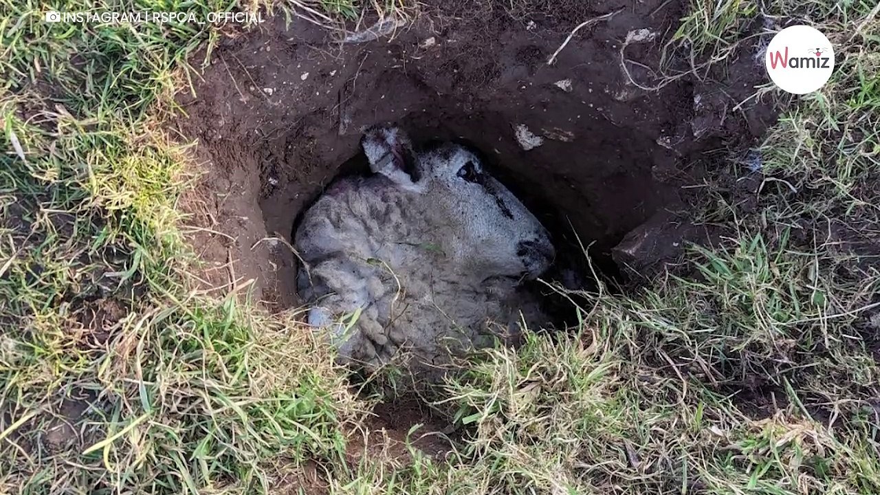 Mann geht mit Hund Gassi: Als er in ein Loch schaut, verschlägt es ihm die Sprache