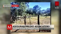 Catean y aseguran predio aguacatero en Tzintzuntzan, Michoacán, por tala ilegal de árboles