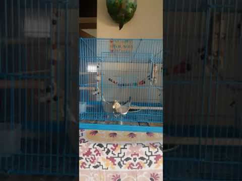 Cockatiels Holds Door For Another Cockatiels To Escape From Cage