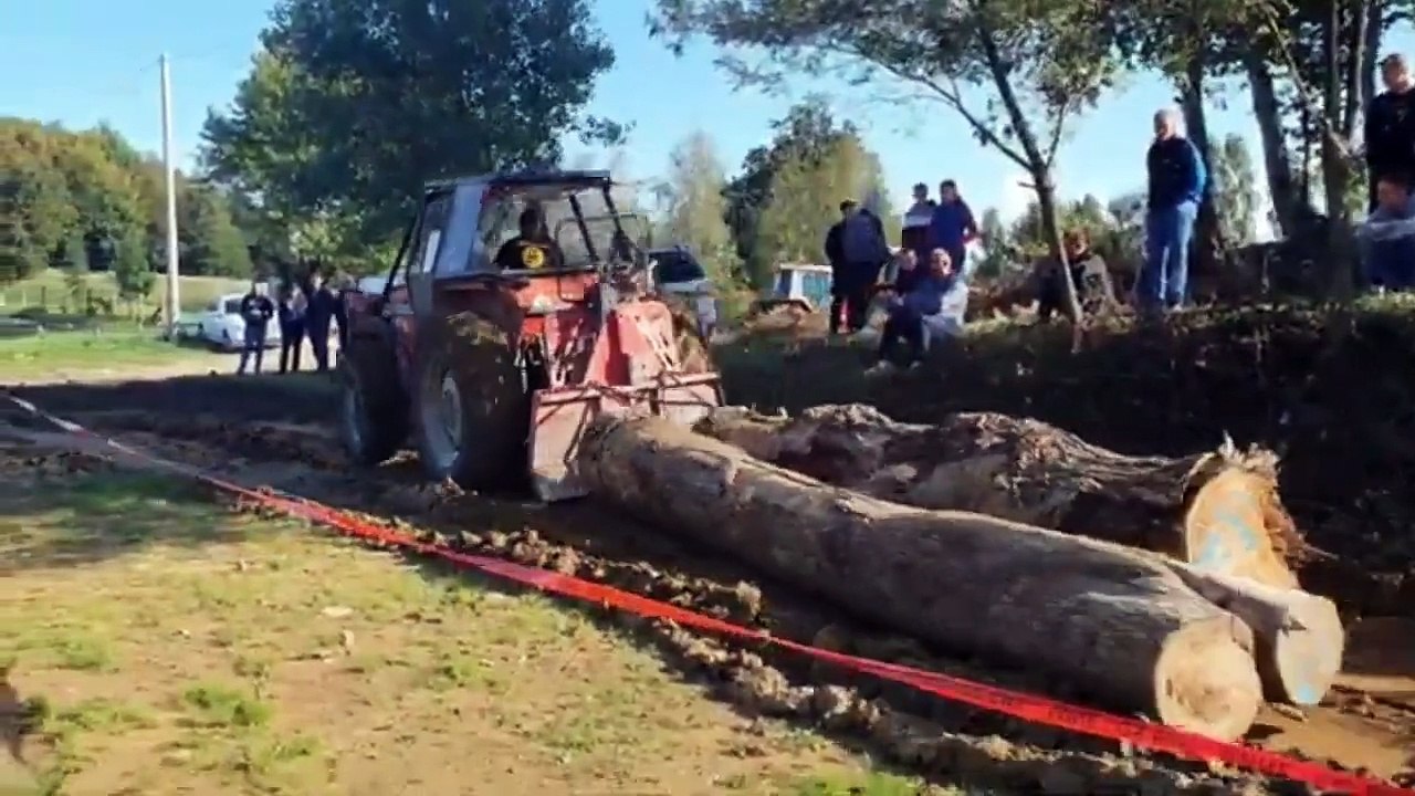 Awesome Tractor Pulling Tree Stump Massey Ferguson 1114