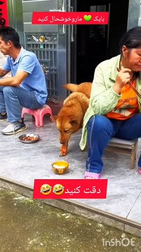 This is what dog work is for, watch it until it's over #cat #dog#petfunny animals #pet #cat #dog #cute #animals #foryou #typDm for credit