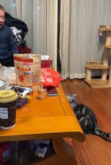 Funny animal 😼#cats #shorts #funnyanimals