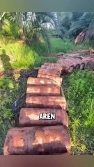 7.How is Sago Palm made into food #shorts