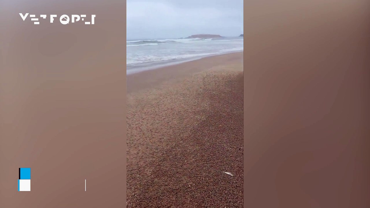 Thousands of sand fleas appear on the beaches of Cachagua (Valparaíso), Chile