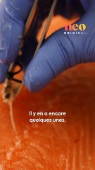 Sadio est fileteur à Rungis. Pour neo, il nous montre sa technique pour désarêter un saumon. 🐟