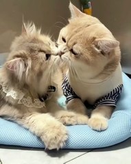 🐾 Get ready to melt your heart with our latest video showcasing the **Cute