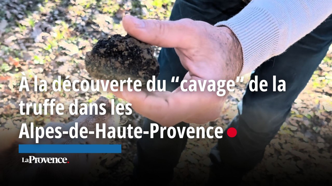 À la découverte du “cavage” de la truffe dans les  Alpes-de-Haute-Provence