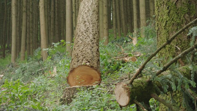 Bûcheron : un métier à hauts risques