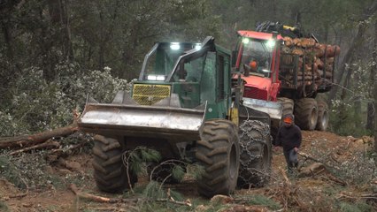 Bûcheron : un métier à hauts risques