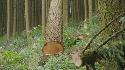 Bûcheron : un métier à hauts risques