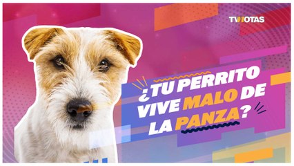 ¿Tu perrito vive enfermo de la panza? Encuentra la alimentación ideal para tu peludito