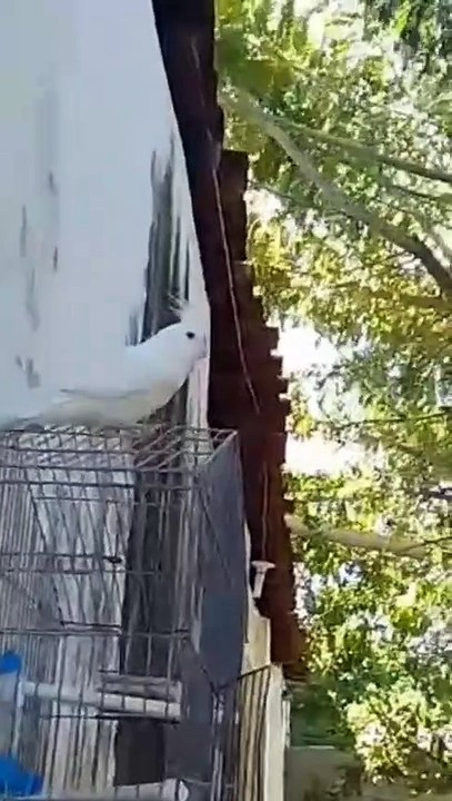 Família busca calopsita desaparecida e em Patos e faz apelo por informações