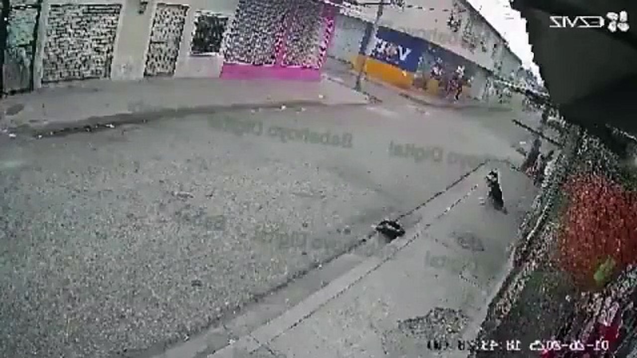 Perro heroe